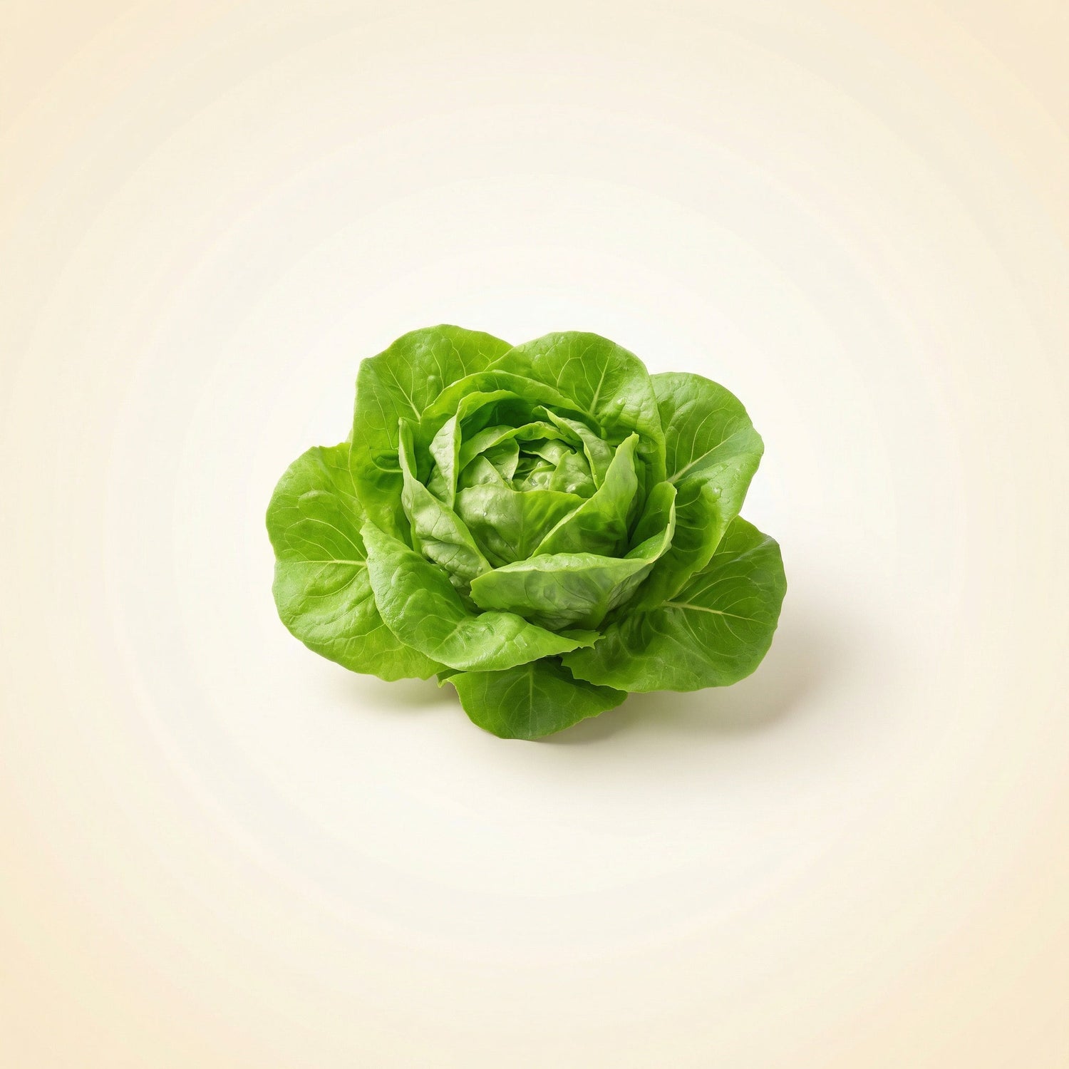 Salate & Dressings