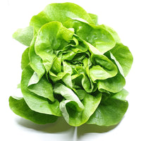 Kopfsalat grün aus Eigenproduktion (pro Stk.)