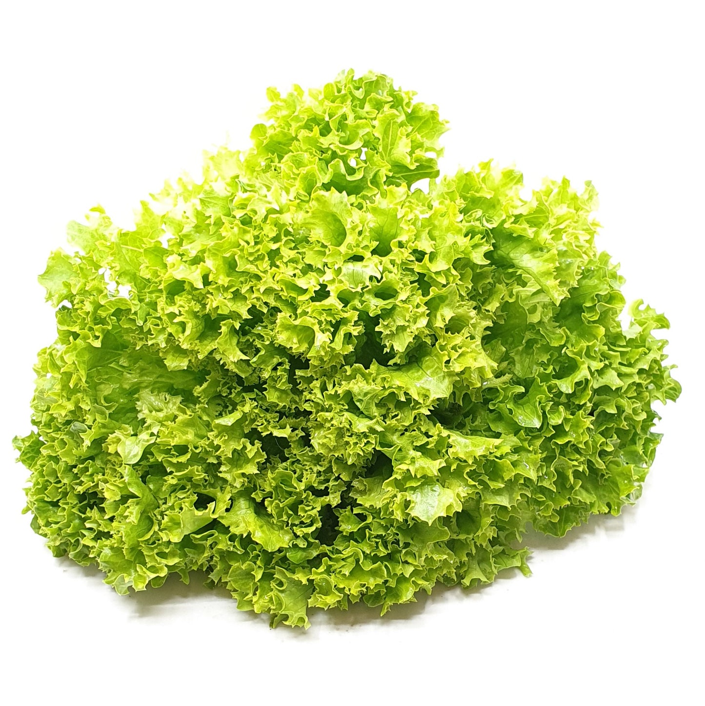 Lollo grün aus Eigenproduktion (pro Stk.)
